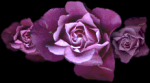 Women-God's Beautiful Roses